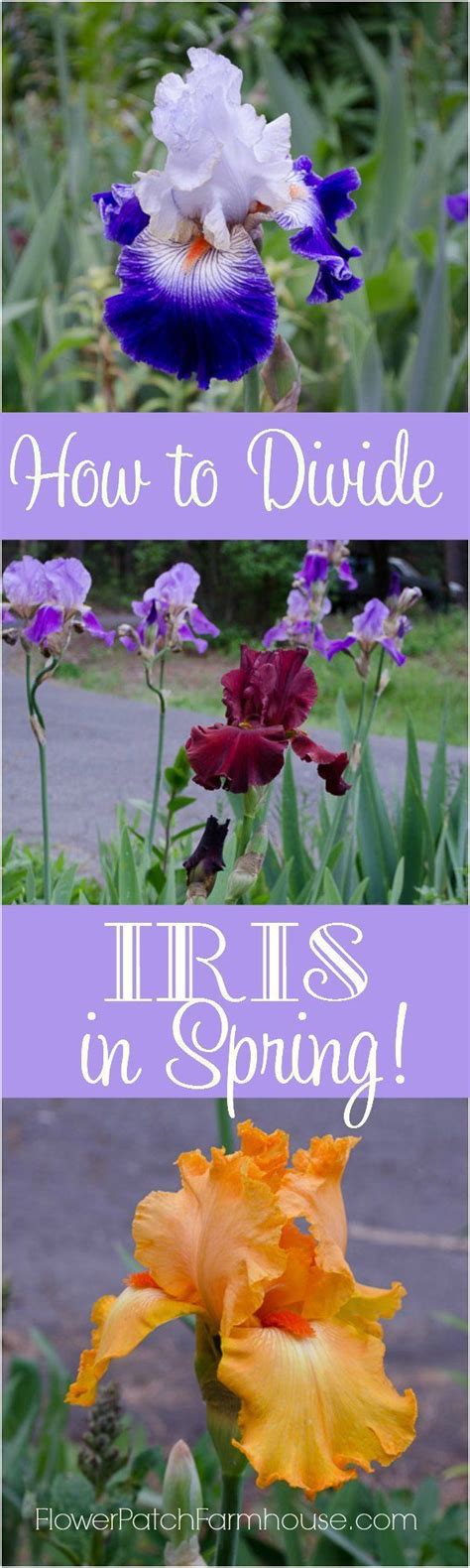 How To Divide Iris In Spring Spring Garden Flowers Flower Garden