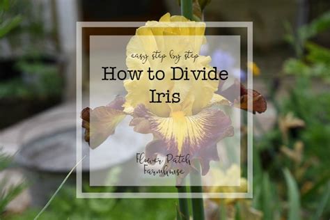 How To Divide Iris Rhizomes Flower Patch Farmhouse