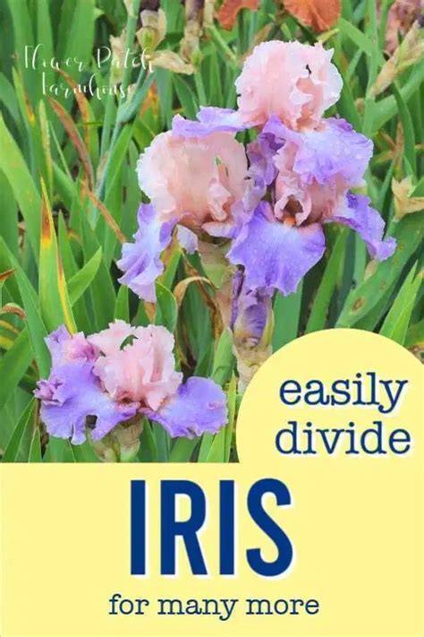 How To Divide Iris Transplanting Iris Flower Patch Plants Iris Garden