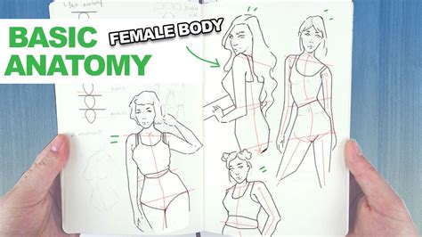 How To Draw The Female Body My Easy Technique For Basic Human Anatomy