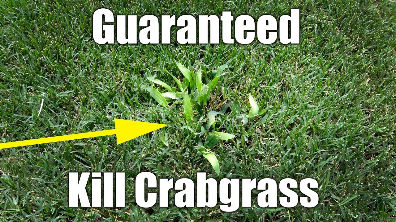 How To Get Rid Of Crabgrass And Other Lawn Weeds Youtube