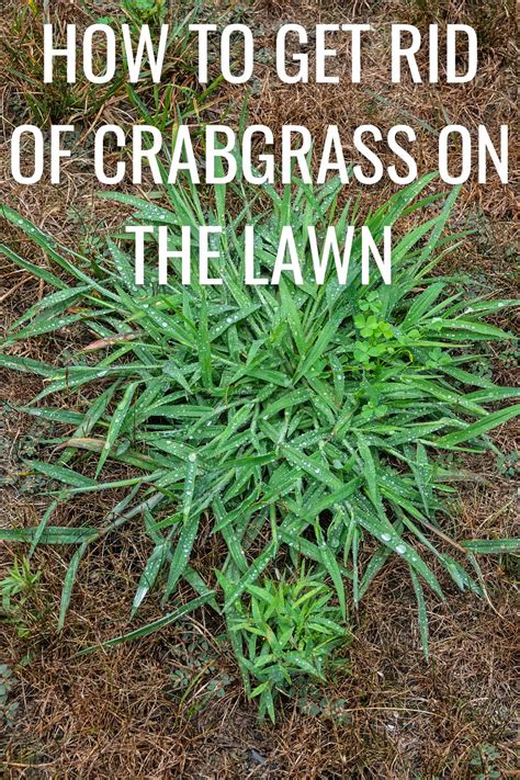 How To Get Rid Of Crabgrass Green Lawn Cares