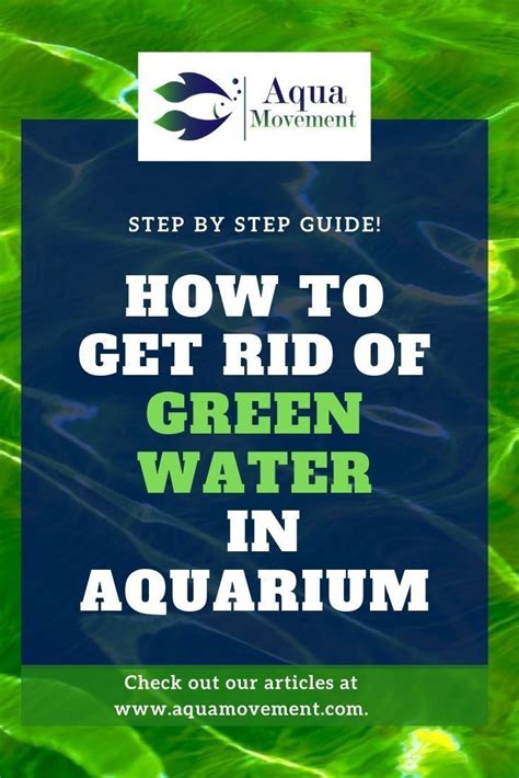 How To Get Rid Of Green Water In Fish Tank Aqua Movement