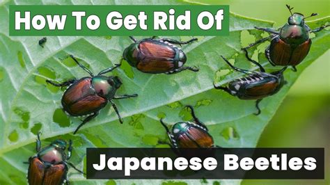 How To Get Rid Of Japanese Beetles Youtube