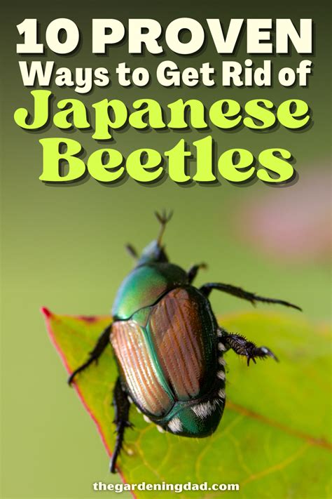 Get Rid of Japanese Beetles