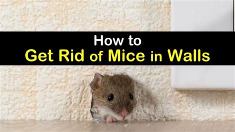 How To Get Rid Of Mice In Walls Getting Rid Of Mice Mouse Rat Traps