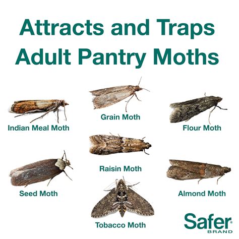 How To Get Rid Of Moths And Maggots In Pantry At John Moris Blog
