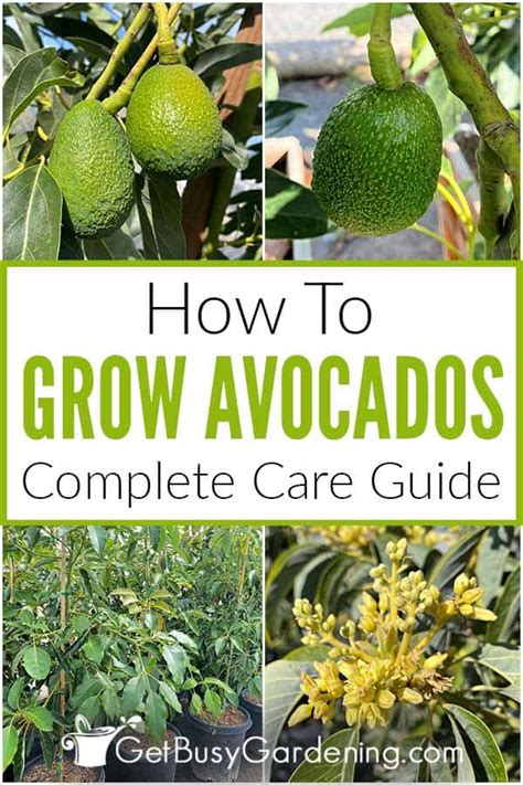 How To Grow And Care For Avocados As Houseplants