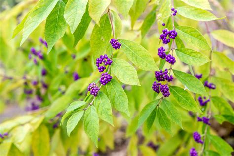 How To Grow And Care For Beautyberry Shrub