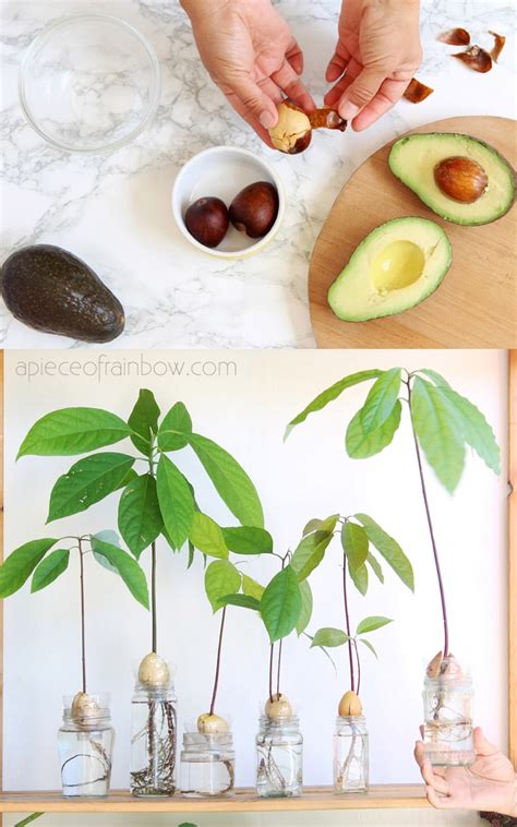 How To Grow Avocado From Seed 2 Easy Ways A Piece Of Rainbow