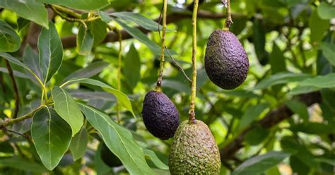 How To Grow Avocados From The Stone Bbc Gardeners World Magazine
