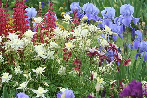 How To Grow Care For Iris Hillside Irises