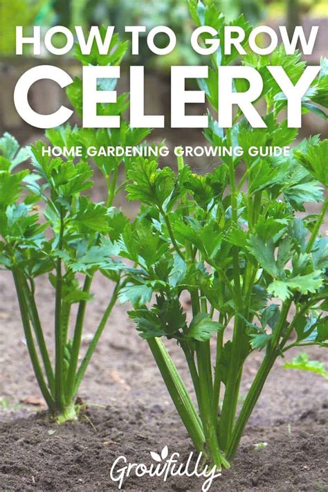 How To Grow Celery In Your Organic Garden Growfully