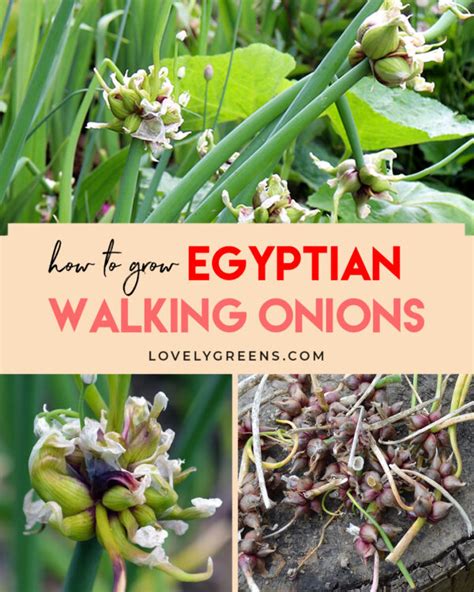 How To Grow Egyptian Walking Onions Lovely Greens