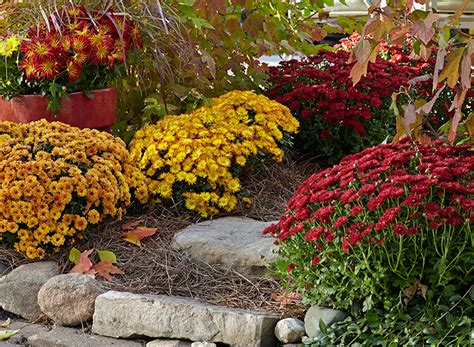 How To Grow Mums As Perennials Garden Mum Fall Garden Planting