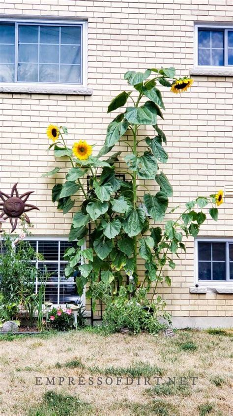 How To Grow Sunflowers Tips House