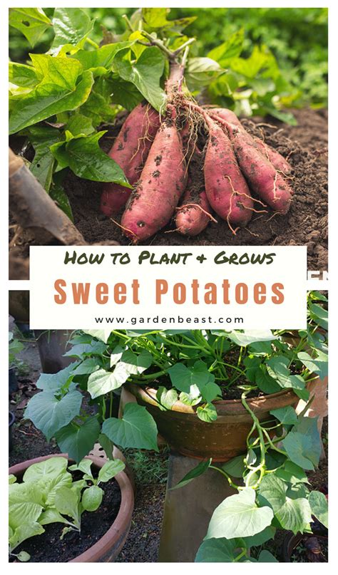 How To Grow Sweet Potatoes Sweet Potato Planting Guide
