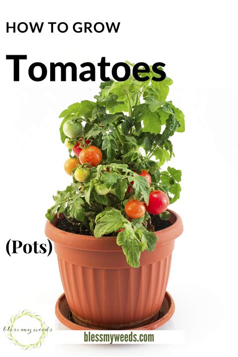 How To Grow Tomatoes In Containers How To Grow 5 Gallon Buckets Pots