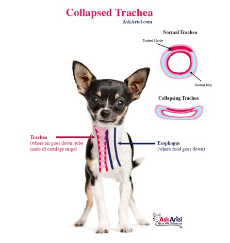 How To Help A Dog With A Collapsing Trachea Attack