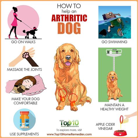 How To Help An Arthritic Dog Top 10 Home Remedies