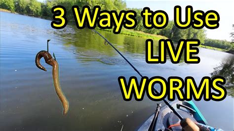 How To Hook Worms Fishing With Live Bait How To Fish Channel Youtube