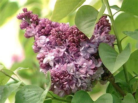 How To Plant And Care For Lilacs Hgtv