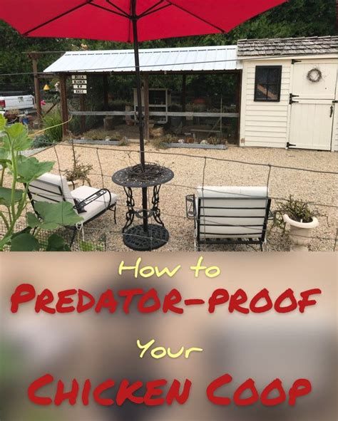 How To Predator Proof Your Chicken Coop Montegatta Farm In 2024
