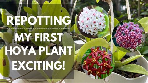 How To Repot A Hoya Plant Youtube