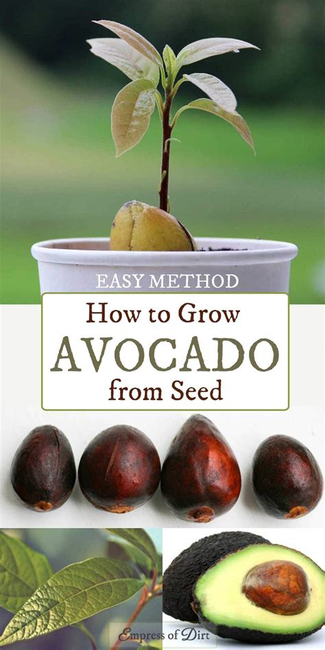 Sprout Avocado Seed Easily