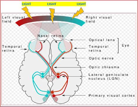 How Your Body Works The Secret Behind Your Eyes Revealed Eye Facts