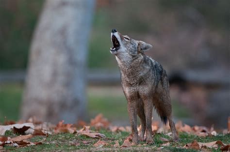 Howling Coyote Sean Crane Photography