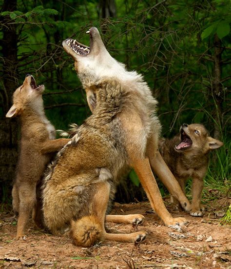 Howling Lessons Photo Of Coyotes It S Real And It S Spectacular