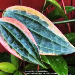 Hoyas Plant Care And Collection Of Varieties Garden Org