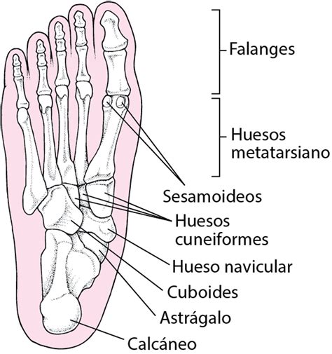 Huesos Y M Sculos Del Pie