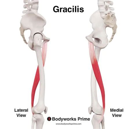 Human Leg An Introduction To The Gracilis Muscle