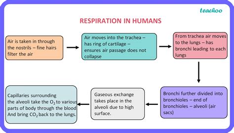 Human Respiratory System Diagram Flow Chart Teachoo
