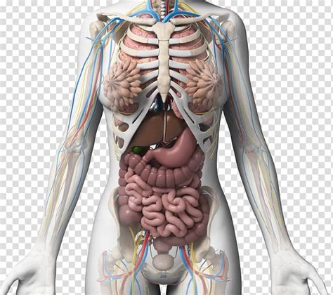 Human Women Body System Body Diagram Of Organs Female New Science