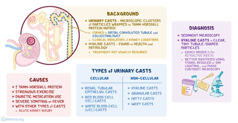 Hyaline Casts Definition Causes Significance And Clinical Correlations