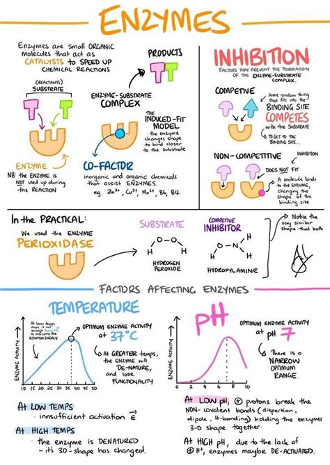 Ib Biology Notes 7 6 Enzymes