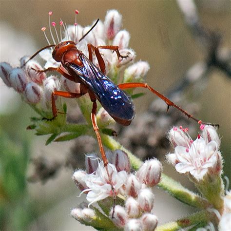 Id For A Red Wasp With Blue Wings Tachypompilus Unicolor Bugguide Net