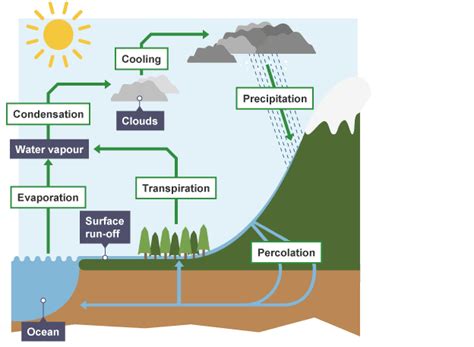 Igcse Biology Notes 4 8 Describe The Stages In The Water Cycle