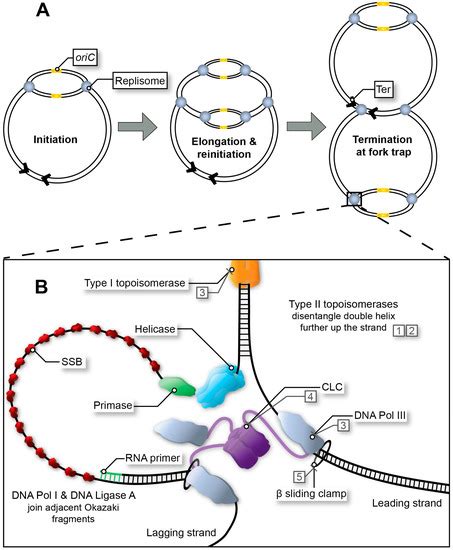 Ijms Free Full Text Inhibition Of Replication Fork Formation And