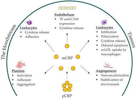 Ijms Free Full Text Monomeric C Reactive Protein In Atherosclerotic