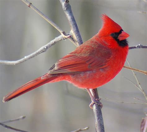 Illinois State Bird Cardinal Info