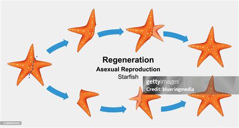 Illustration Of Starfish Regeneration Process And Asexual Reproduction