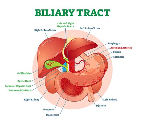Illustration Of The Biliary System With The Liver Gallbladder