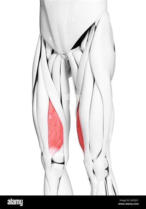 Illustration Of The Vastus Medialis Muscle Stock Photo Alamy