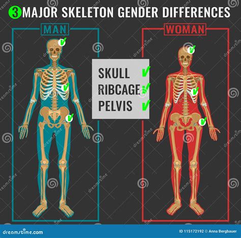 Illustration Showing Comparison And Morphological Differences Of Male