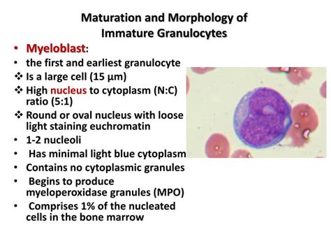 Immature Granulocytes Abs