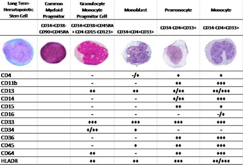 Immature Granulocytes Normal Range Pdf Flow Cytometric Differential